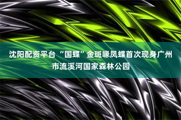 沈阳配资平台 “国蝶”金斑喙凤蝶首次现身广州市流溪河国家森林公园